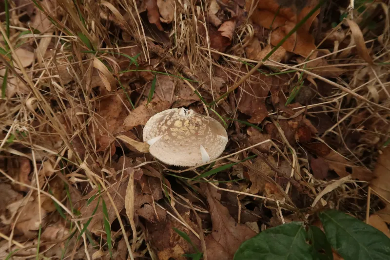 Amanita franchetii 1 - IMG_7908